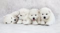One month old Samoyed puppies Royalty Free Stock Photo