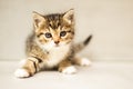 One month old small striped gray, white and red kitten. Lovely cat portrait looking in camera. Cat day. Vaccination, sterilization