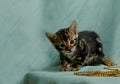 One month old sweet Bengal cat male kitten Royalty Free Stock Photo