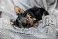 one month old Yorkshire Terrier Puppy sleeping on gray background in interior Royalty Free Stock Photo