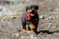 One Month Puppy Rottweiler Running