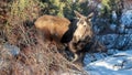 One moose cow during golden hour in Denali National Park in Alaska USA Royalty Free Stock Photo