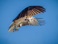 One of the more popular birds of prey, the osprey with wings spread..tif