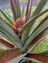 One more Same pineapple plant volcano side my pic