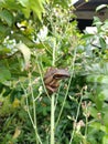 One morning, a frog was perched in a tree in the backyard Royalty Free Stock Photo