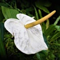 White Anthurium Strikes a Pose