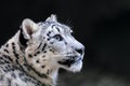 Snow leopard, Irbis Uncia uncia Royalty Free Stock Photo