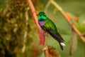 One of the most beautiful hummingbirds, Purple-bibbed Whitetip Royalty Free Stock Photo