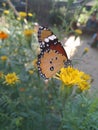 One of the most beautiful type of butterflie on the flowers looking gorgeous .