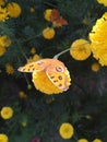 One of the most beautiful type of butterflie on the flowers looking gorgeous .