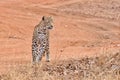 Bold & Beautiful Leopard.. Tadoba National Park Royalty Free Stock Photo