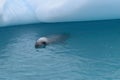 Antarctica, A curious crab eater seal swimming next to an iceberg Royalty Free Stock Photo