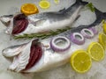 Black Sea region sea bass fish Royalty Free Stock Photo