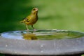 One of the most familiar birds in the parks and gardens of Europe. This one is drinking at the fountain.