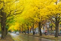 Ginkgo avenue at Hokkaido University, Japan