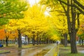 Ginkgo avenue at Hokkaido University, Japan