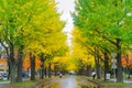 Ginkgo avenue at Hokkaido University, Japan