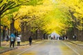 Ginkgo avenue at Hokkaido University, Japan