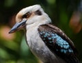 Kookaburra