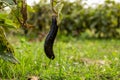 One of the most popular cultivars, Black Beauty Eggplant