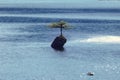 One of the most spectacular images I have ever seen is this tree rooted in the rock