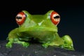 Red eyed tree frog / Boophis luteus