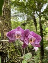 Moth orchid with beautiful color blossom in the park