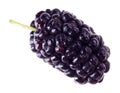 One mulberry fruit, isolated Royalty Free Stock Photo