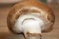 One mushroom brown champignon looks below. One brown champignon. Nature fungi. Royalty Free Stock Photo