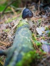 Mushroom in a forest Royalty Free Stock Photo