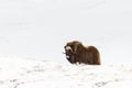 One Musk Ox in Dovrefjell mountains in the cold winter, Norway. Royalty Free Stock Photo