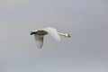 One mute swan bird cygnus olor in flight with spread