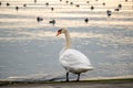 One mute swan cleaning feathers beside water at sunset. Cygnus olor. Backgrounds of flock water birds. Beauty in nature. Lausanne