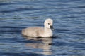 One Mute Swan Cygnet Swimming on a Blue Lake