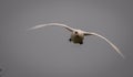 One mute swan flying overhead, towards the camera