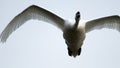 One mute swan, flying overhead, very close to the camera