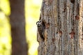 Endangered species Red cockaded Woodpecker North Carolina