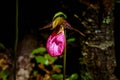 A Jack-in the Pulput in the Forest.