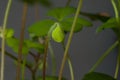 Macro of a baby clover growing