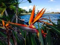 Bird of Paradise,in front of the seaway, Queensland, Australia Royalty Free Stock Photo