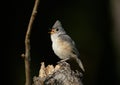 Tufted Titmouse Fledgling North Carolina Royalty Free Stock Photo