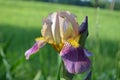 Multicolor Iris Bloom