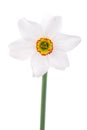 One narcissus flower on white