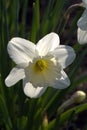 One Narcissus in the Spring Garden Royalty Free Stock Photo