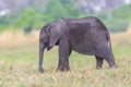 African elephant cub loxodonta africana browsing in grassland Royalty Free Stock Photo