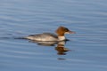 One bad hair female common merganser mergus merganser bird swi Royalty Free Stock Photo