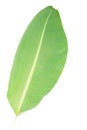 One natural banana leaf isolated white background Royalty Free Stock Photo