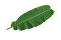 One natural banana leaf isolated white background. Royalty Free Stock Photo