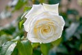 One natural beautiful white rose close-up on a green Bush Royalty Free Stock Photo