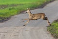 One capreolus roe deer jumping over street in sunlight Royalty Free Stock Photo